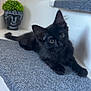 Arès a rejoint le concours — aidez-le/la à gagner de superbes lots ! black_cat, kitten, stairs, carpet, gray_carpet, indoor, pet, animal, fur, ears, eyes, whiskers, plant, decor, buddha_head, green_plant, curious, laying_down, young_cat, close_up