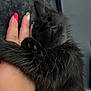kitten, black_cat, hand, nails, hugging, sleeping, cute, furry, pet, animal, cozy, close_up, paw, claws, resting, domestic_cat, indoor, soft, adorable, feline