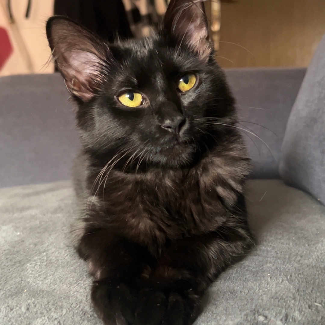 Arès participe au concours pour gagner de l'argent avec cette photo : animal, black_cat, blanket, cat, clothing, coat, cozy, curious, door, ears, fur, furniture, home, indoor, paws, pet, relaxed, soft_texture, whiskers, yellow_eyes