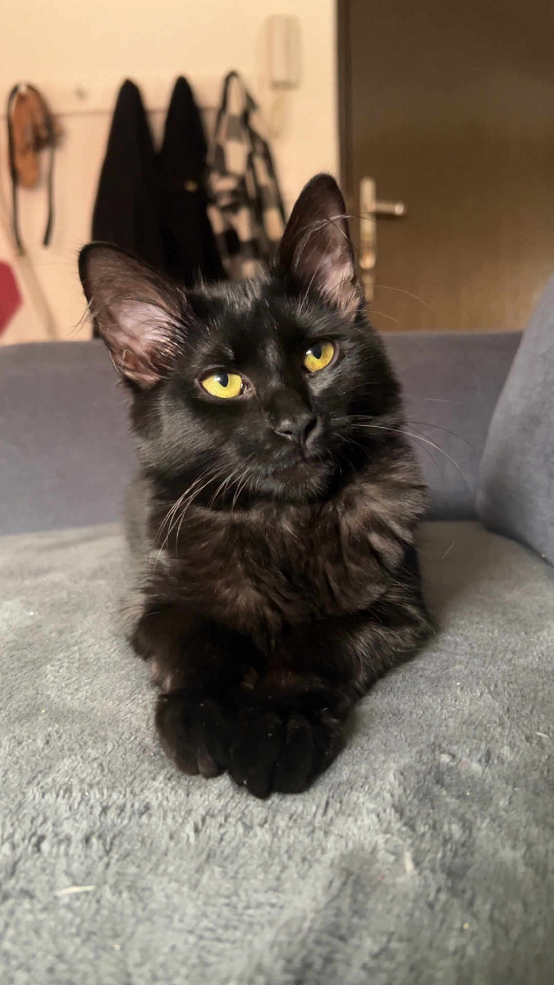 Arès participe au concours pour gagner de l'argent avec cette photo : cat, black_cat, yellow_eyes, pet, indoor, cozy, blanket, fur, whiskers, ears, paws, relaxed, curious, soft_texture, home, furniture, door, clothing, coat, animal