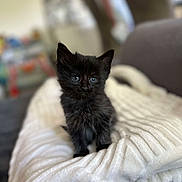 Arès participe au concours pour gagner de l'argent avec cette photo : kitten, black_cat, pet, animal, cute, indoor, blanket, soft, fur, small, adorable, blue_eyes, texture, cozy, resting, young, domestic_cat, closeup, curious, sitting