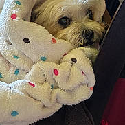 Piper is registered to the contest to win money with this photo: blanket, chair, colorful, comfort, cozy, cute, dog, dots, fur, furniture, household, indoor, looking, peeking, pet, resting, small_dog, warm, wooden_floor, wrapped