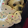 blanket, chair, colorful, comfort, cozy, cute, dog, dots, fur, furniture, household, indoor, looking, peeking, pet, resting, small_dog, warm, wooden_floor, wrapped