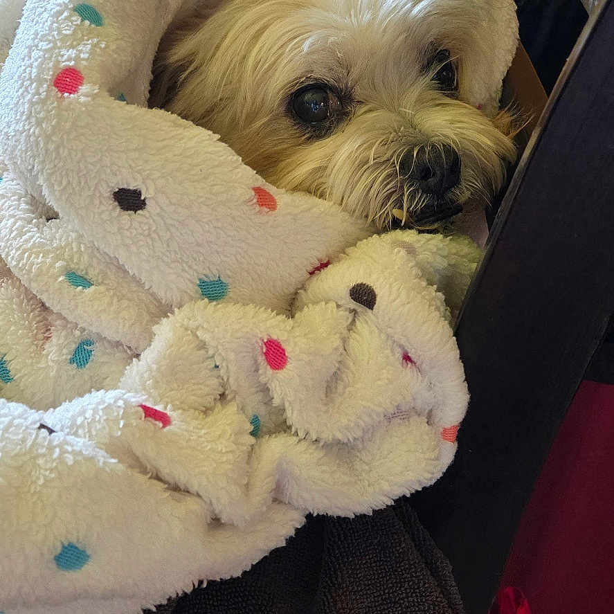 Piper