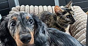 Babinks a rejoint le concours — aidez-le/la à gagner de superbes lots ! dachshund, puppy, dog, cat, tortoiseshell_cat, pet_bed, car_interior, black_seat, furry, curious, close_up, animal, pet, companion, cozy, soft_texture, indoors, cute, young_animal, relaxed