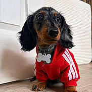 Babinks a rejoint le concours — aidez-le/la à gagner de superbes lots ! dog, puppy, dachshund, clothing, hoodie, red, indoor, floor, wooden_floor, pet, cute, small_dog, collar, tag, curious, sitting, black_and_brown, fur, ears, nose