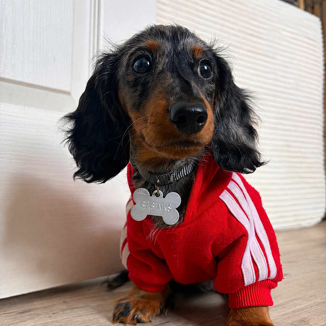 Babinks a rejoint le concours — aidez-le/la à gagner de superbes lots ! dog, puppy, dachshund, clothing, hoodie, red, indoor, floor, wooden_floor, pet, cute, small_dog, collar, tag, curious, sitting, black_and_brown, fur, ears, nose