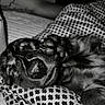 Babinks participe au concours pour gagner de l'argent avec cette photo : dog, paw, sleeping, black_and_white, close_up, blanket, pattern, fur, resting, cozy, pet, animal, indoors, comfort, relaxation, cute, nose, whiskers, texture, peaceful