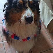 Orson a rejoint le concours — aidez-le/la à gagner de superbes lots ! dog, australian_shepherd, pet, animal, fur, fluffy, indoor, tile_floor, garland, red, white, blue, decorative, portrait, looking_away, ears, face, whiskers, cute, companion