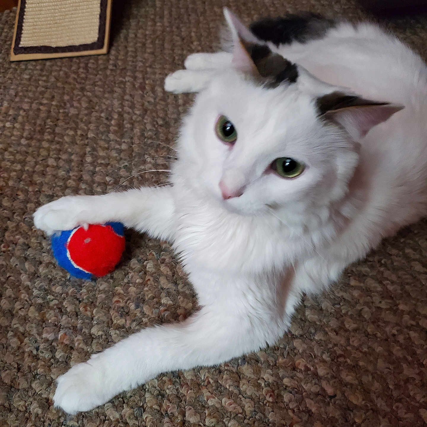 Snowbl is registered to the contest to win money with this photo: animal, carpet, cat, curious, cute, domestic_cat, ears, floor, fur, green_eyes, indoor, paw, pet, playful, relaxed, resting, texture, toy_ball, whiskers, white_cat