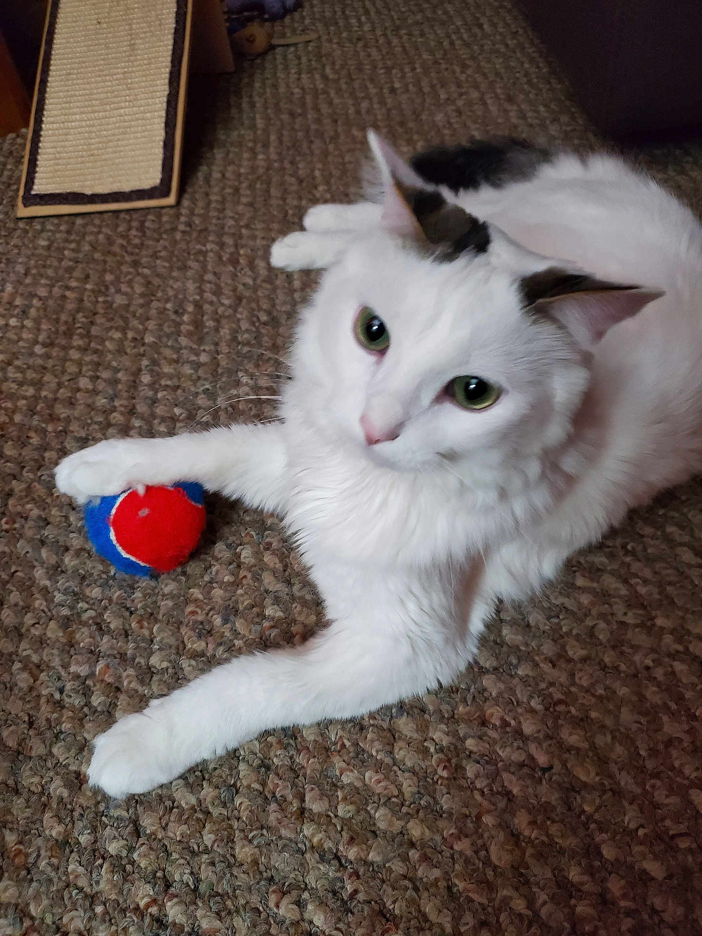 Snowbl is registered to the contest to win money with this photo: cat, white_cat, pet, animal, carpet, toy_ball, indoor, fur, paw, relaxed, green_eyes, playful, cute, domestic_cat, whiskers, ears, floor, texture, resting, curious