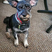 Pepper Jak joined the competition — help win amazing prizes! animal, black_dog, carpet, collar, cute, dog, domestic, ears, floor, foot, gray_dog, home, indoor, looking, person, pet, sitting, slipper, tag, tattoo