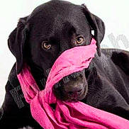 Jazzy joined the competition — help win amazing prizes! adorable, animal, black_dog, closeup, cute, dog, domestic_animal, ears, eyes, fur, indoor, looking_at_camera, muzzle, nose, pet, pink_scarf, playful, portrait, scarf, studio