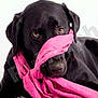 adorable, animal, black_dog, closeup, cute, dog, domestic_animal, ears, eyes, fur, indoor, looking_at_camera, muzzle, nose, pet, pink_scarf, playful, portrait, scarf, studio