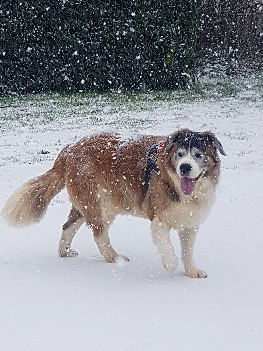 Indy a rejoint le concours — aidez-le/la à gagner de superbes lots ! canidae, carnivore, collar, companion_dog, dog, dog_breed, freezing, guard_dog, gun_dog, hunting_dog, precipitation, snout, snow, sporting_group, tail, winter, working_animal, working_dog