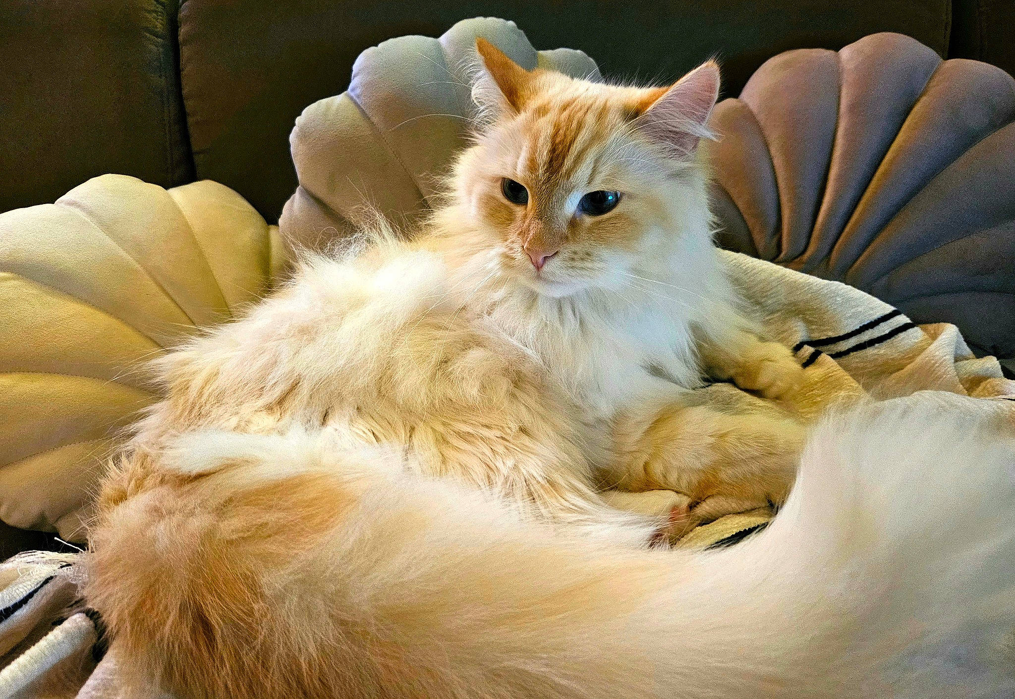 Poty Popoty participe au concours pour gagner de l'argent avec cette photo : british_longhair, carnivore, cat, claw, comfort, companion_dog, fashion_accessory, fawn, felidae, fur, gesture, hand_fan, happy, paw, peach, ragdoll, small_to_medium_sized_cats, tail, terrestrial_animal, whiskers