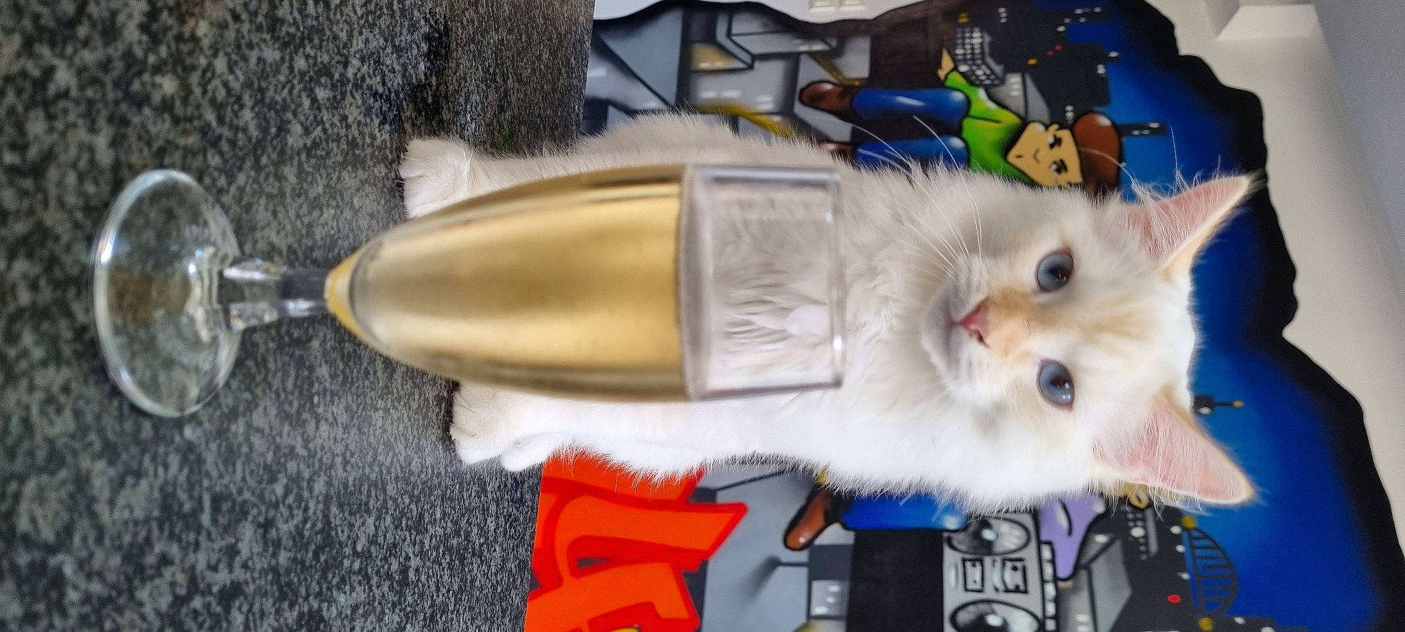 Poty Popoty participe au concours pour gagner de l'argent avec cette photo : carnivore, cat, collar, domestic_short_haired_cat, felidae, fur, paw, small_to_medium_sized_cats, tail, whiskers