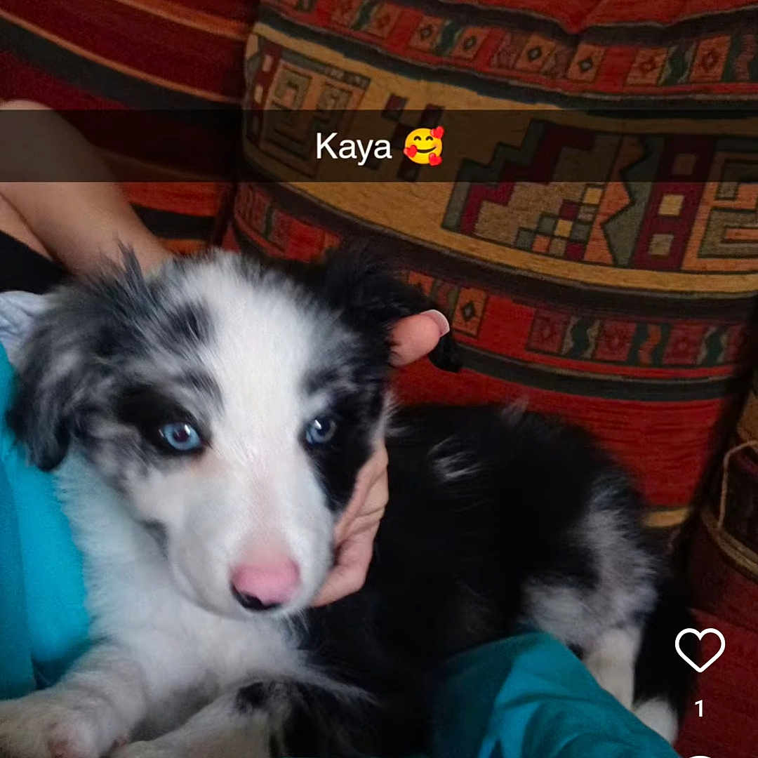 Kaya