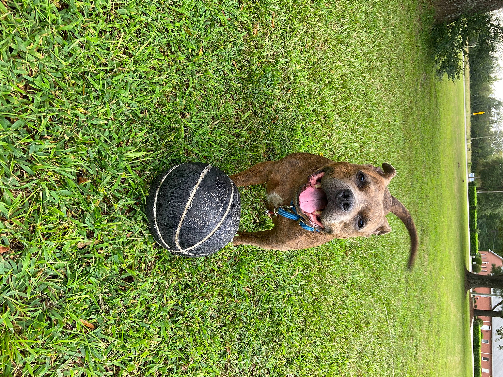 Tucker joined the competition — help win amazing prizes! ball, canidae, carnivore, companion_dog, dog, dog_breed, fawn, grass, groundcover, leisure, pet_supply, plant, puppy, shrub, snout, sporting_group, terrestrial_animal, toy_dog, tree, working_animal