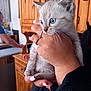 Bandit participe au concours pour gagner de l'argent avec cette photo : kitten, cat, blue_eyes, hand, ring, manicure, person, wooden_cabinet, kitchen, indoor, furniture, blurred_background, cute, pet, animal, close_up, mammal, domestic_animal, holding, young