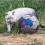 cat, soccer_ball, grass, outdoor, animal, pet, feline, nature, playful, curious, field, greenery, sport, old_ball, texture, daylight, walking, mammal, fur, ground