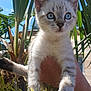 kitten, cat, blue_eyes, pet, animal, outdoor, greenery, palm_leaves, hand, sunlight, nature, young_animal, fur, whiskers, close_up, cute, curious, mammal, daylight, portrait