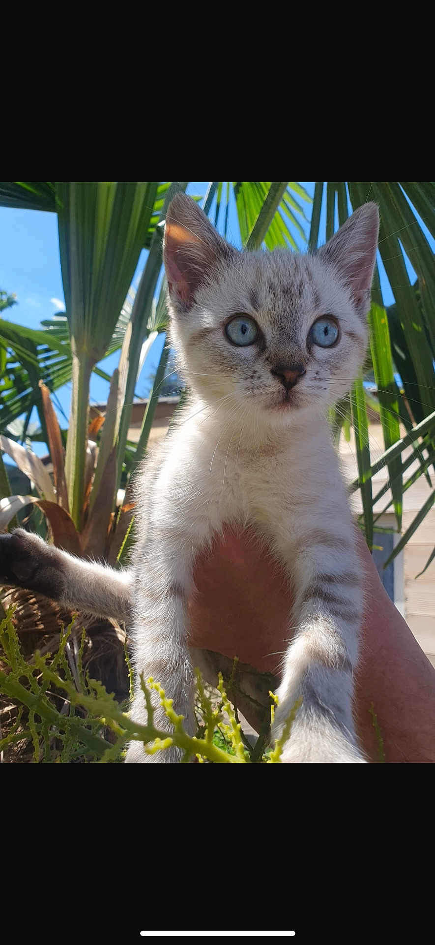 Bandit participe au concours pour gagner de l'argent avec cette photo : kitten, cat, blue_eyes, pet, animal, outdoor, greenery, palm_leaves, hand, sunlight, nature, young_animal, fur, whiskers, close_up, cute, curious, mammal, daylight, portrait