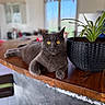 cat, gray_cat, golden_eyes, wooden_countertop, plant_pot, green_plant, indoor, furniture, window, blurred_background, relaxed, pet, animal, domestic_cat, table, houseplant, cozy, natural_light, close_up, portrait