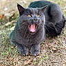 Ruby participe au concours pour gagner de l'argent avec cette photo : cat, gray_cat, yawning, outdoor, grass, animal, pet, feline, tongue, fur, whiskers, nature, closeup, mammal, relaxed, eyes, mouth, wildlife, resting, cute