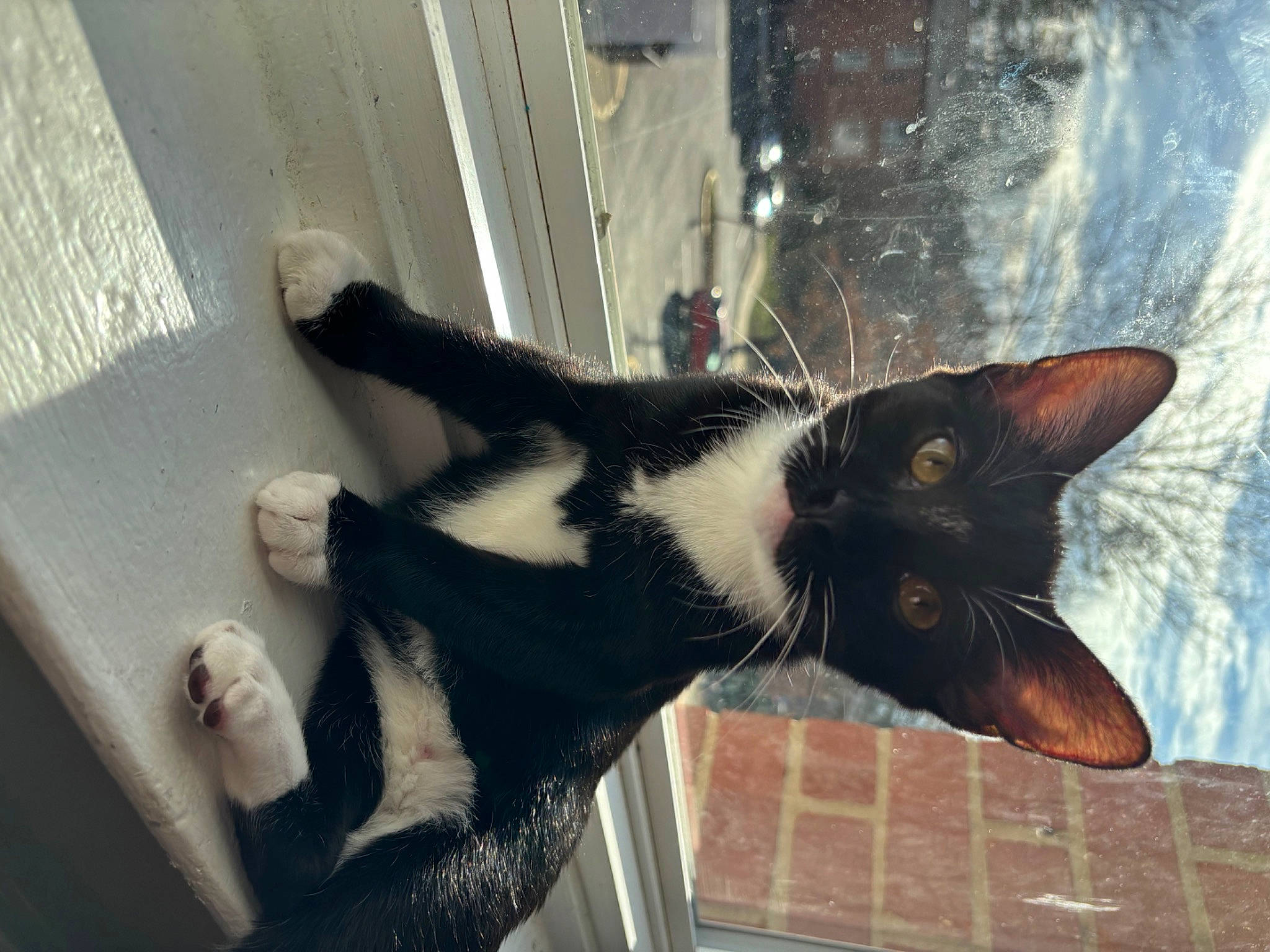 Oreo joined the competition — help win amazing prizes! beard, carnivore, cat, dog_breed, domestic_short_haired_cat, felidae, fur, paw, plant, shadow, small_to_medium_sized_cats, snout, tail, tints_and_shades, tree, whiskers, window, wood