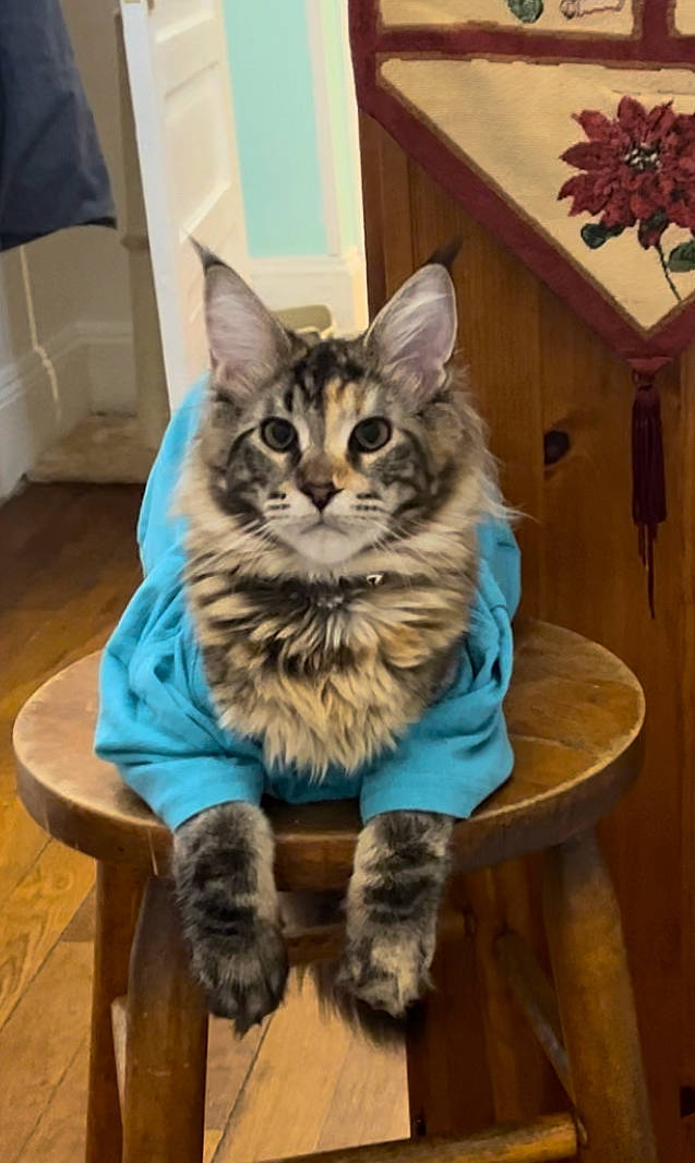 Noel joined the competition — help win amazing prizes! carnivore, cat, chair, claw, domestic_short_haired_cat, door, felidae, flooring, fur, hardwood, paw, sitting, small_to_medium_sized_cats, snout, tail, terrestrial_animal, whiskers, window, wood