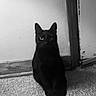 black_cat, cat, feline, sitting, portrait, monochrome, black_and_white, indoors, floor, tile_floor, doorway, wall, hallway, ears, whiskers, eyes, tail, fur, animal, pet