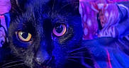 Gojo joined the competition — help win amazing prizes! black_cat, cat, feline, pet, animal, whiskers, ears, yellow_eyes, tongue, close_up, portrait, indoor, bed, blanket, bedroom, blue_lighting, purple_lighting, nighttime, cozy, funny