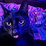 black_cat, cat, feline, pet, animal, whiskers, ears, yellow_eyes, tongue, close_up, portrait, indoor, bed, blanket, bedroom, blue_lighting, purple_lighting, nighttime, cozy, funny