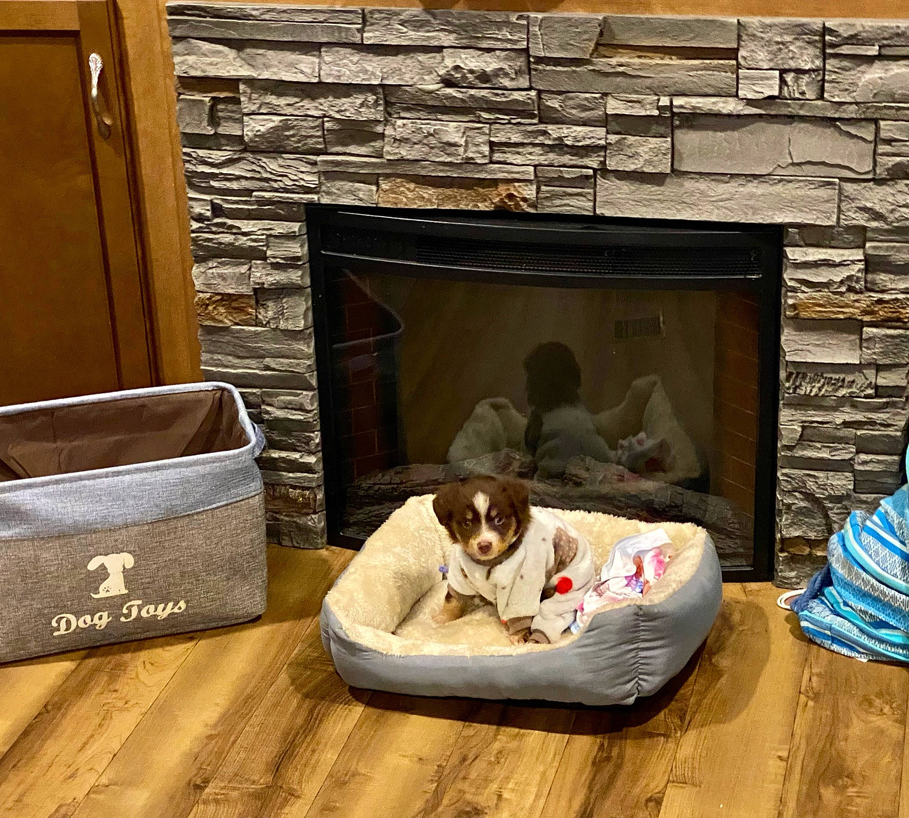 Dixie May joined the competition — help win amazing prizes! building, carnivore, comfort, companion_dog, dog, dog_breed, dog_supply, door, fawn, floor, flooring, gas, hardwood, hearth, living_room, mammal, rectangle, room, window, wood