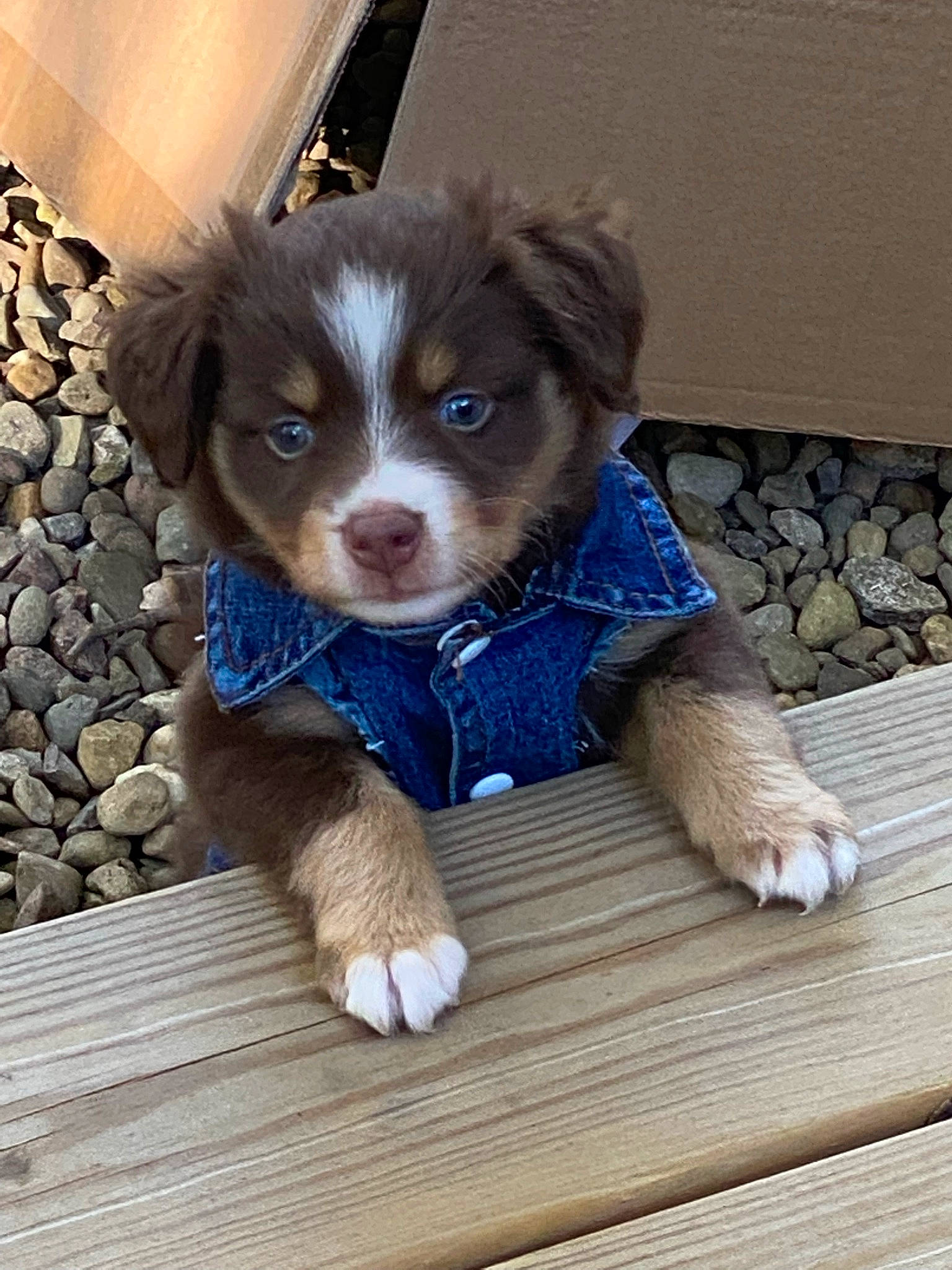 Dixie May is registered to the contest to win money with this photo: border_collie, carnivore, companion_dog, dog, dog_breed, dog_supply, electric_blue, fawn, fur, liver, papillon, phalene, snout, spaniel, sporting_group, toy, toy_dog, whiskers, wood, working_animal