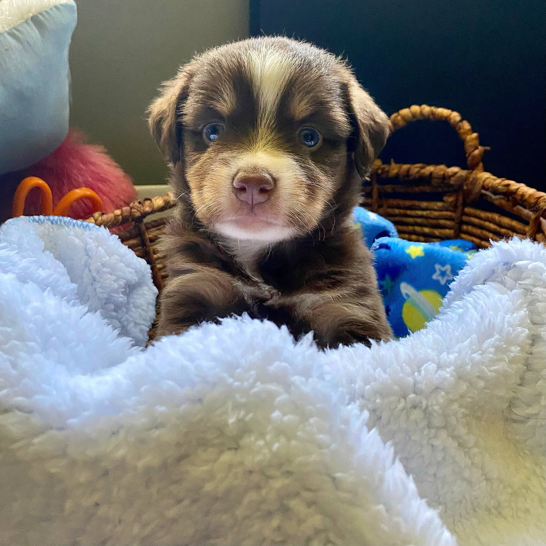 Dixie May is registered to the contest to win money with this photo: basket, canidae, carnivore, comfort, companion_dog, dog, dog_breed, dog_supply, electric_blue, fur, paw, puppy_love, snout, sporting_group, terrestrial_animal, toy_dog, whiskers, working_animal, working_dog