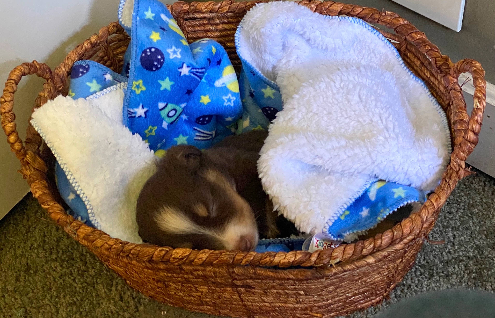 Dixie May is registered to the contest to win money with this photo: bag, basket, canidae, carnivore, cat, cat_bed, cat_supply, comfort, dog_bed, electric_blue, fawn, felidae, fur, luggage_and_bags, small_to_medium_sized_cats, storage_basket, stuffed_toy, whiskers, wicker, wool