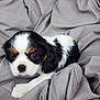 animal, basket, black, blanket, brown, cozy, cute, dog, fur, indoors, pet, portrait, puppy, resting, sleepy, small, soft, tricolor, white, young