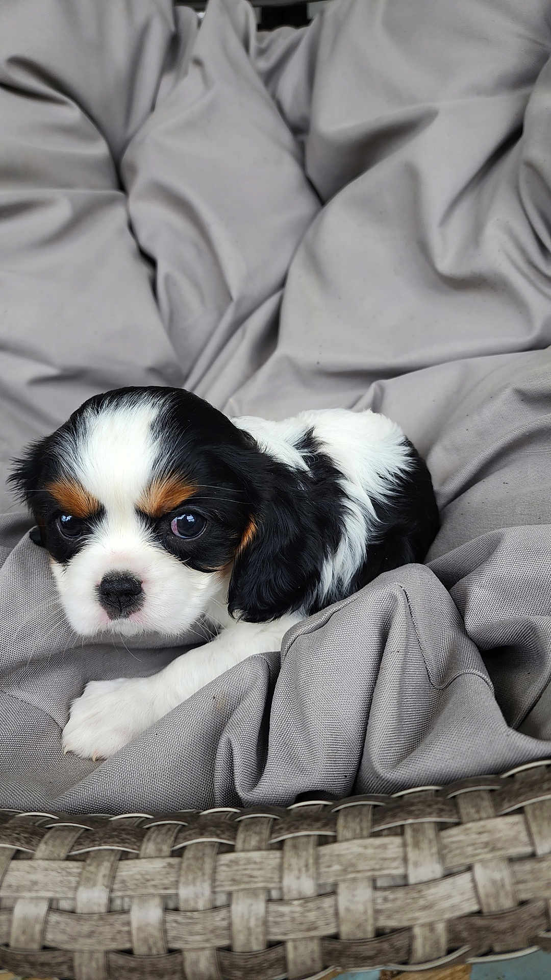 Daisy Belle