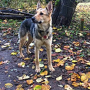 Kala participe au concours pour gagner de l'argent avec cette photo : carnivoran, czechoslovakian_wolfdog, dog, dog_breed, dog_breed_group, dog_like_mammal, german_shepherd_dog, kunming_wolfdog, plant, saarloos_wolfdog, tamaskan_dog, wolfdog