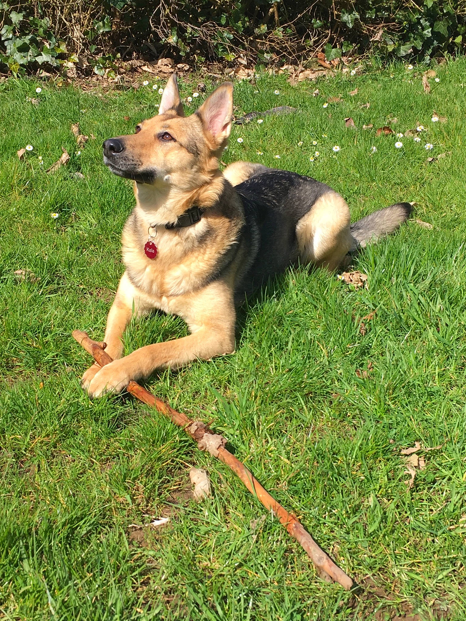 Kala participe au concours pour gagner de l'argent avec cette photo : carnivoran, dog, dog_breed, dog_breed_group, dog_like_mammal, east_european_shepherd, german_shepherd_dog, grass, king_shepherd, kunming_wolfdog, lawn, old_german_shepherd_dog, vulnerable_native_breeds