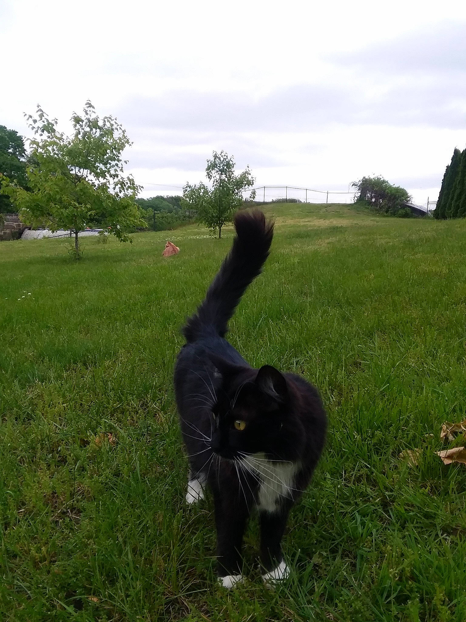 Rocky joined the competition — help win amazing prizes! canidae, carnivore, dog_breed, grass, lawn, meadow, newfoundland, pasture, plant, sporting_group, tail, tree