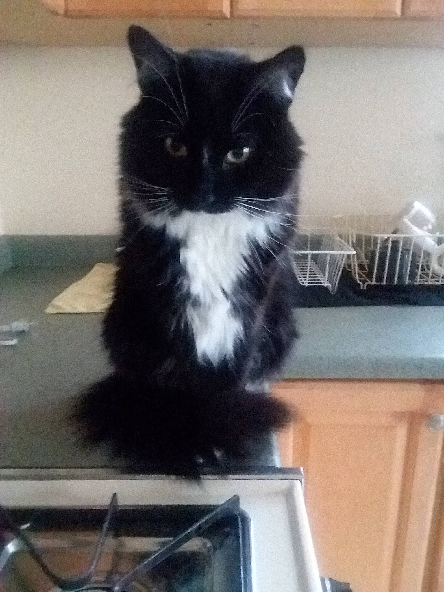 Rocky is registered to the contest to win money with this photo: black_cat, carnivore, cat, domestic_long_haired_cat, domestic_short_haired_cat, european_shorthair, eye, felidae, fur, iris, kitten, maine_coon, mammal, norwegian_forest_cat, persian, polydactyl_cat, siberian, small_to_medium_sized_cats, tail, whiskers