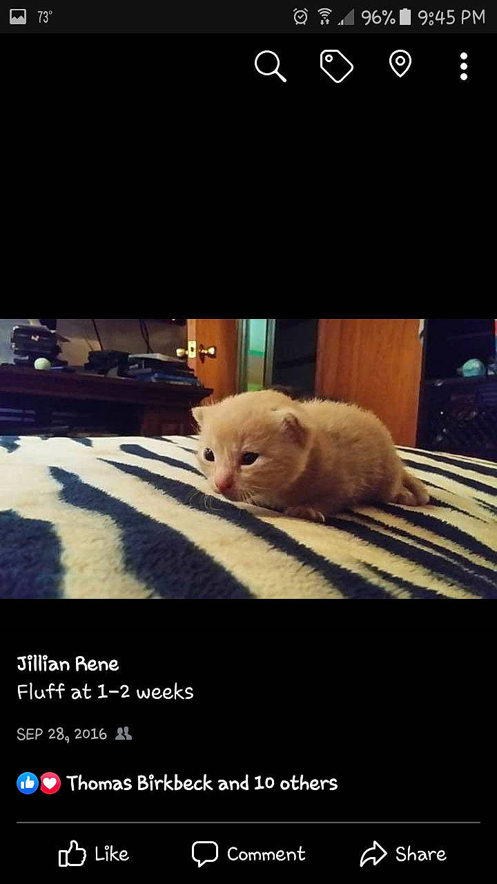 Fluff is registered to the contest to win money with this photo: adaptation, carnivore, cat, felidae, fur, kitten, night, photo_caption, photography, puppy, sky, small_to_medium_sized_cats, whiskers