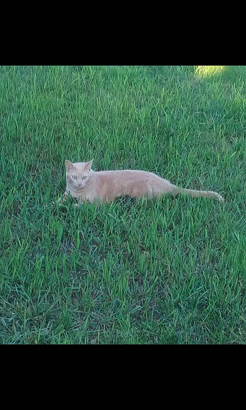 Fluff is registered to the contest to win money with this photo: felidae, grass, grassland, plant, tail, wildlife