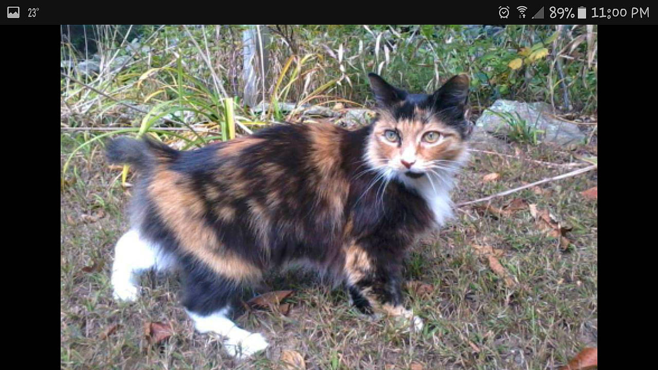 Miranda joined the competition — help win amazing prizes! carnivore, cat, cymric, domestic_short_haired_cat, european_shorthair, felidae, fur, kitten, maine_coon, mammal, norwegian_forest_cat, organism, photo_caption, siberian, small_to_medium_sized_cats, tabby_cat, vertebrate, whiskers, wild_cat, wildlife