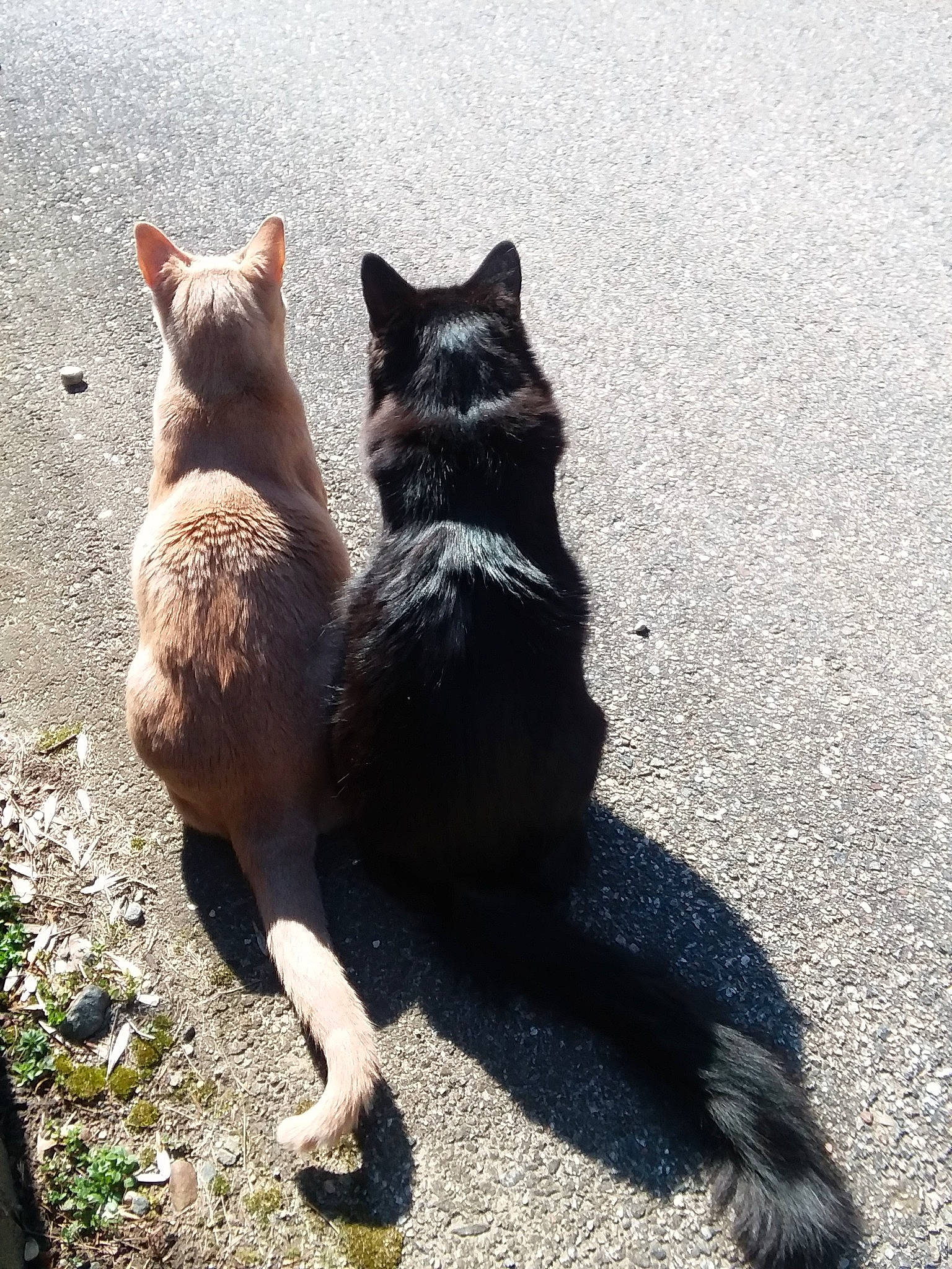 Rocky &amp; Fluffanutter joined the competition — help win amazing prizes! black_cat, canidae, carnivore, cat, domestic_short_haired_cat, felidae, fur, german_rex, kitten, leg, mammal, organism, shadow, small_to_medium_sized_cats, snapshot, snout, tail, whiskers