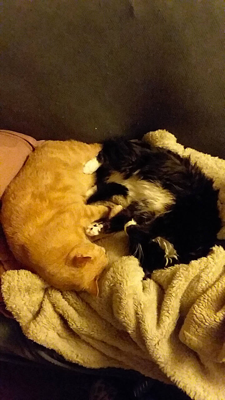 Rocky &amp; Fluffanutter is registered to the contest to win money with this photo: canidae, carnivore, companion_dog, dog, dog_breed, fur, nap, non_sporting_group, puppy