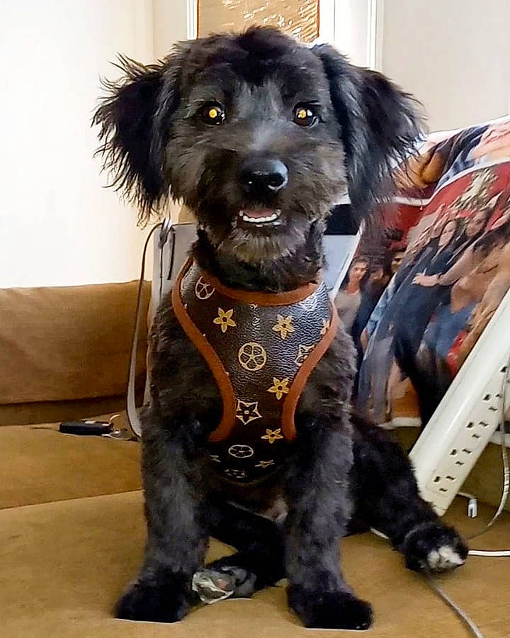 Princeton is registered to the contest to win money with this photo: borador, canidae, carnivore, collar, companion_dog, computer_keyboard, dog, dog_breed, dog_collar, dog_supply, fawn, fur, hat, leash, snout, sporting_group, terrier, working_animal, working_dog